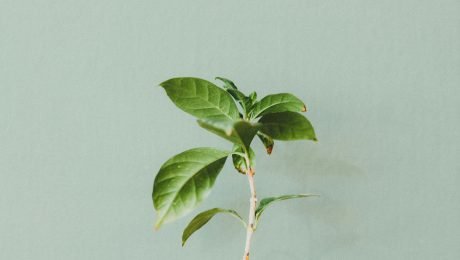ingredients-botanical